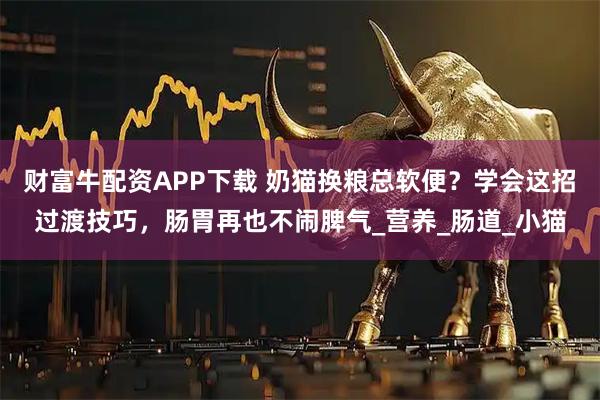 财富牛配资APP下载 奶猫换粮总软便？学会这招过渡技巧，肠胃再也不闹脾气_营养_肠道_小猫